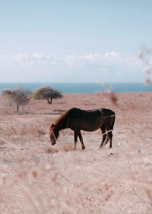 photo tour to Sumba Island